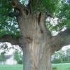 Gros chêne de Chessy, 400 ans (Seine-et-Marne)
